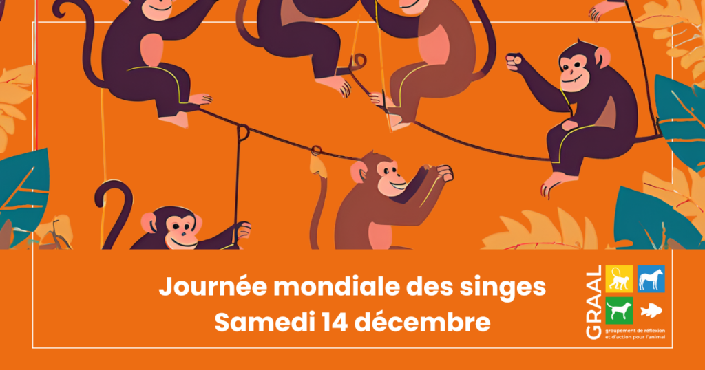 Journée mondiale des singes