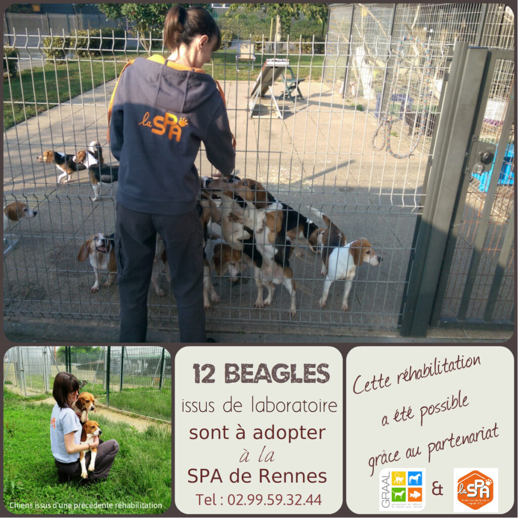 Réhabilitation de 12 beagles – SPA de Rennes (35) – 21 septembre 2016