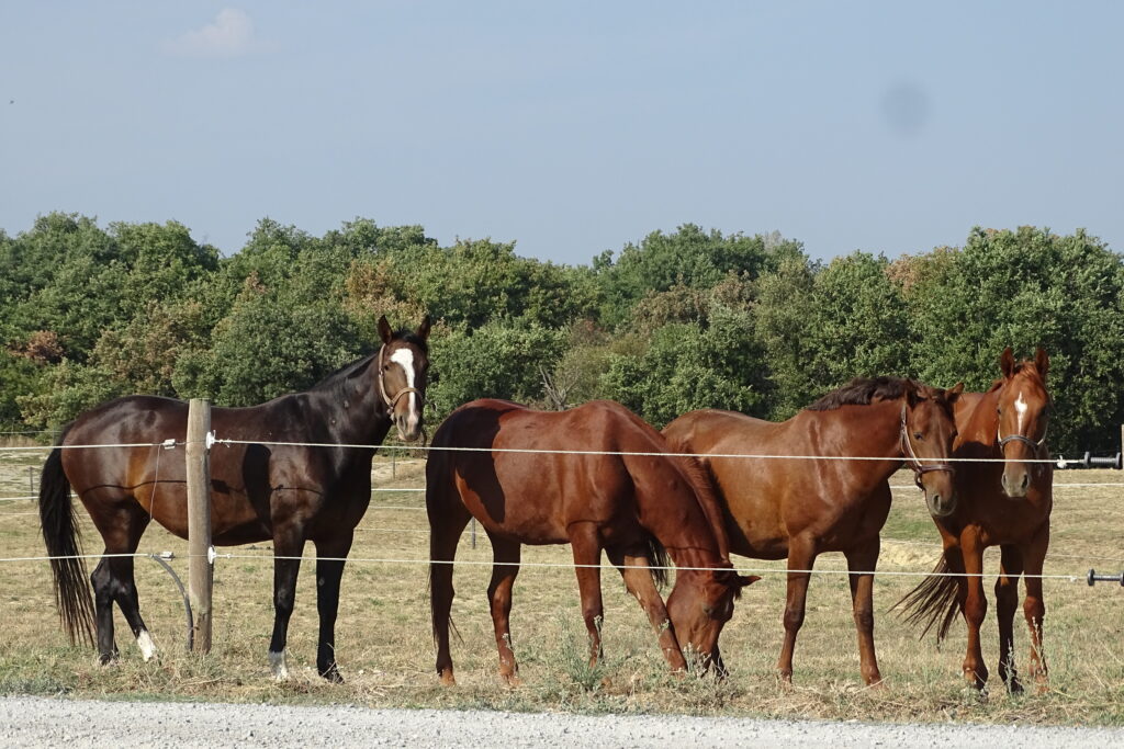 Réhabilitation de 6 chevaux de laboratoire – Septembre 2016