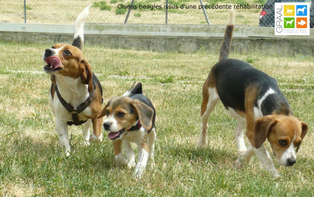 Réhabilitation de 4 chiens à la SPA de Lyon-Marennes