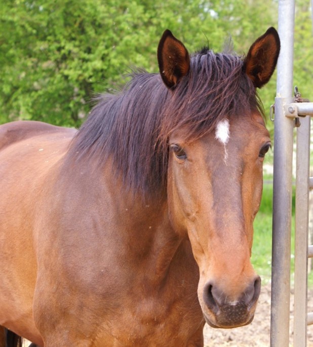 Ils ont besoin de vous : nos urgences chevaux