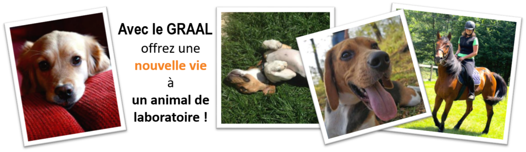 La vie après le labo – La nouvelle vie de Gabin, chien beagle