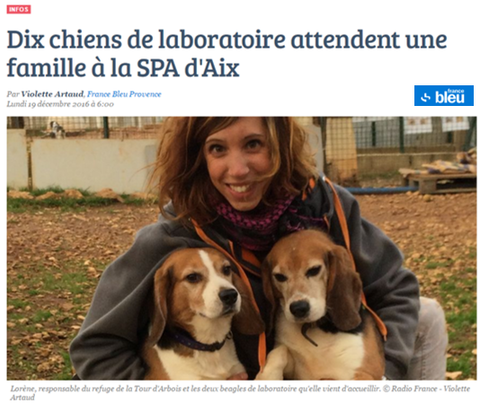 SPA d’Aix en Provence : nos beagles à adopter !