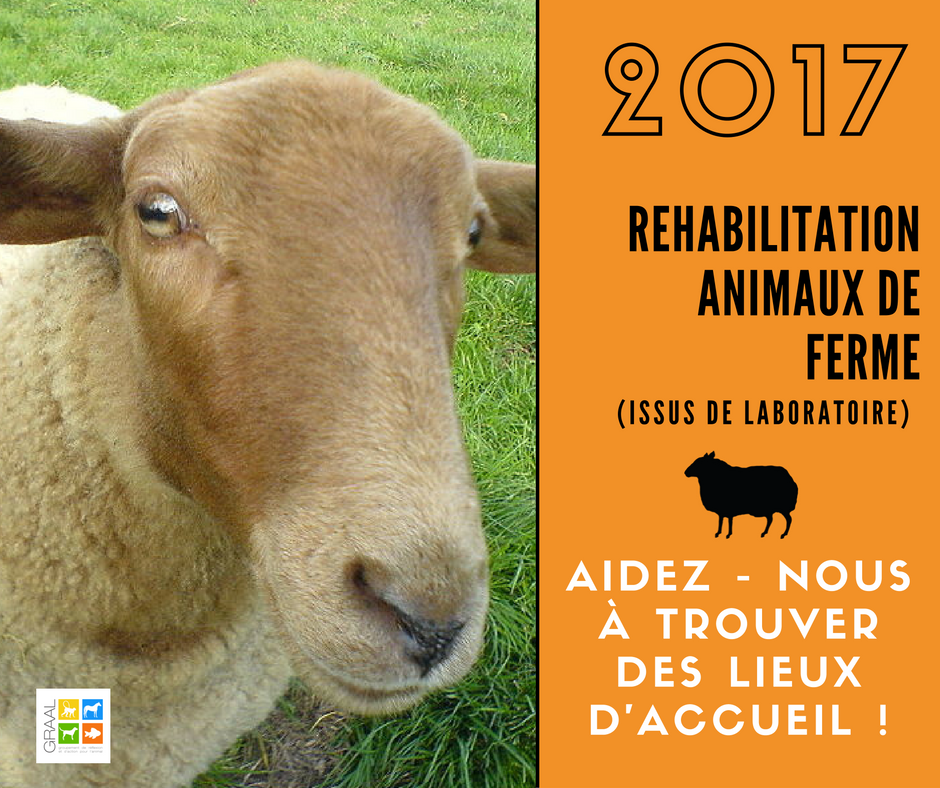 Chats, chiens, chevaux, animaux de ferme, primates… Le GRAAL a besoin de partenaires !