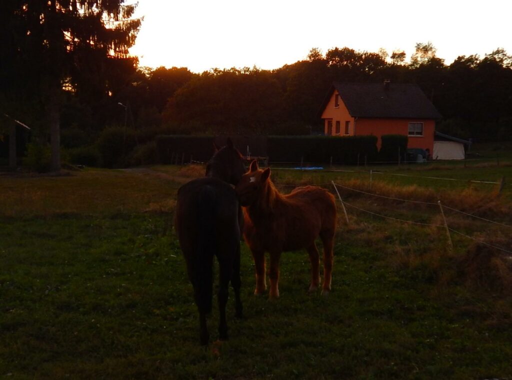 Hommage – Disparition de Voici du Fetz, cheval réhabilité