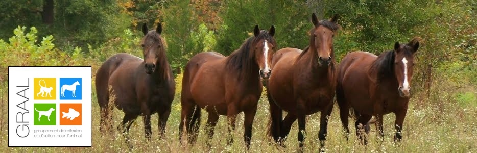 Aidez les chevaux de laboratoires !