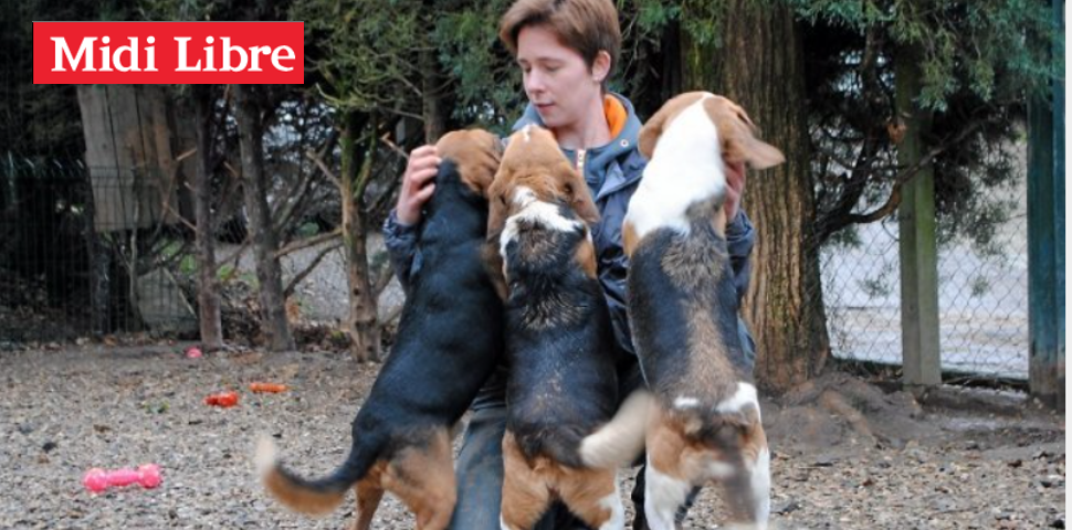 Actus réhabilitations : nos beagles à adopter