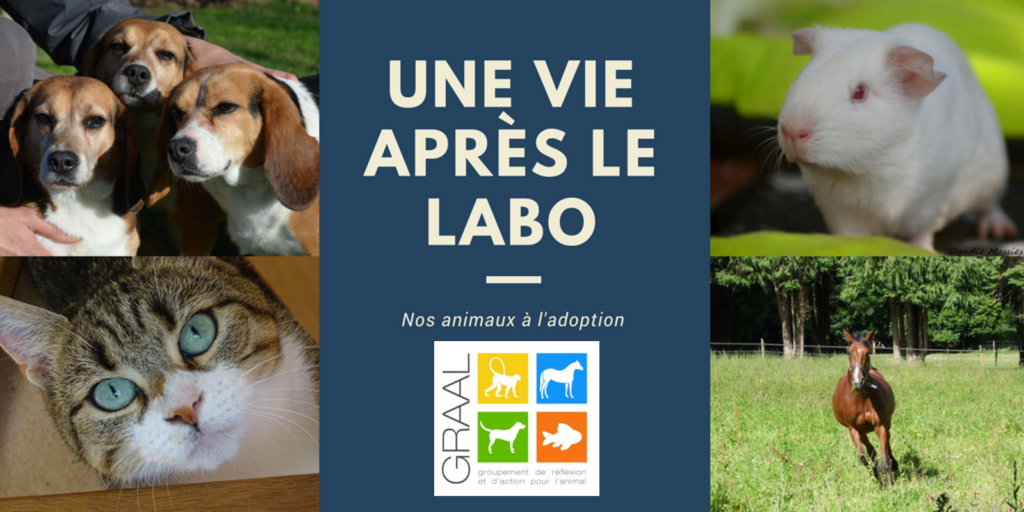 Adoptez un animal de laboratoire ! Janvier 2018