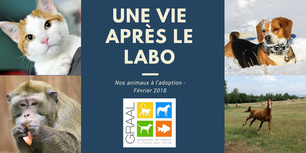 Adoptez un animal de laboratoire ! Février 2018