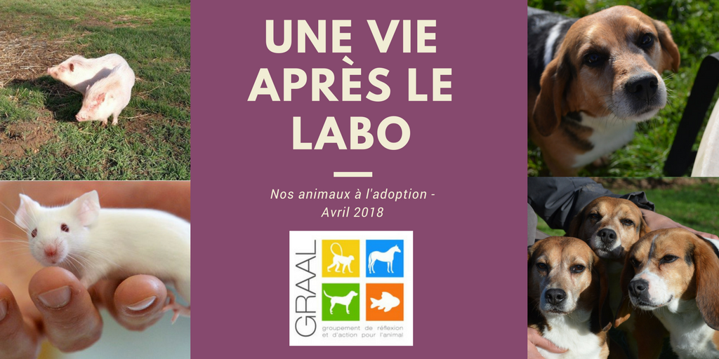 Nos animaux de laboratoire à adopter – Avril 2018