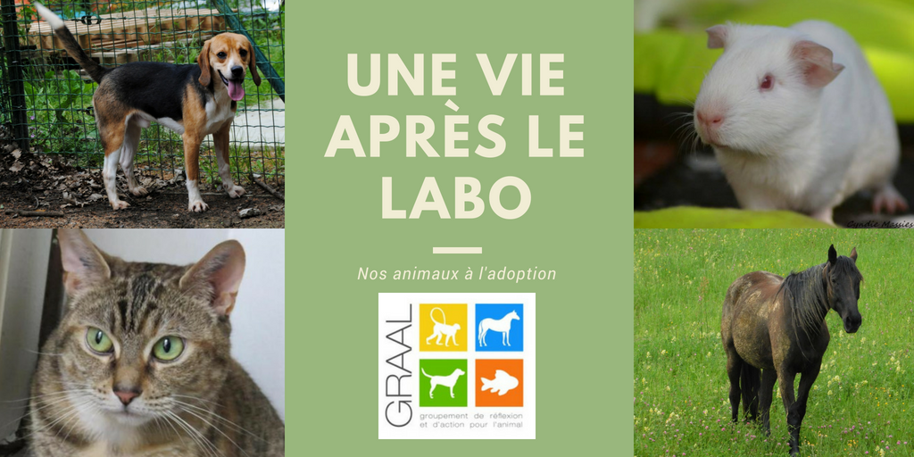 Animaux à adopter – Juin 2018