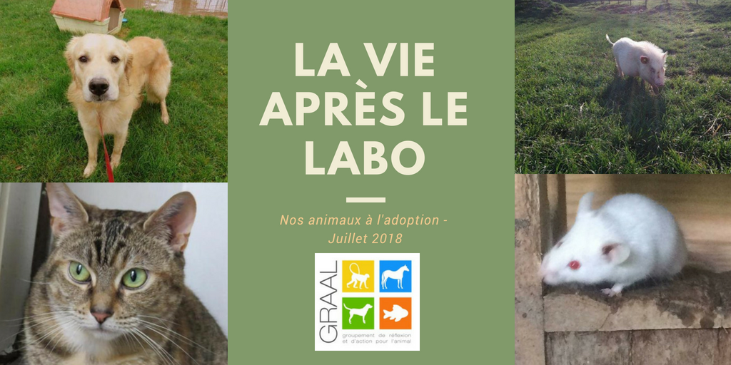 Animaux de labos à adopter – juillet 2018