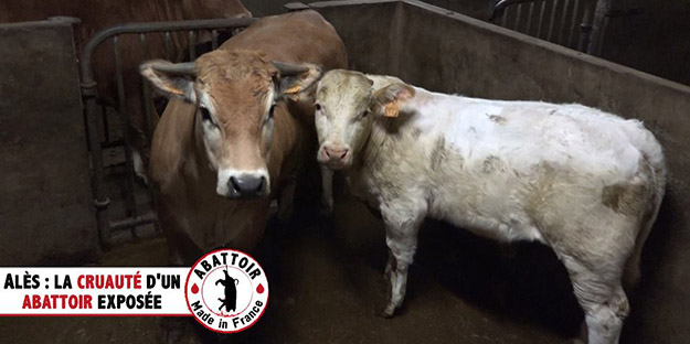 Le  GRAAL s’est constitué partie civile à l’encontre des abattoirs d’Alès.