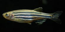 Le poisson zèbre, ou danio rerio, très utilisé dans les laboratoires