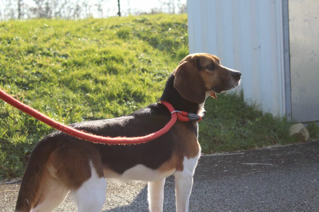 Deux beagles accueillis le 14 février à La SPA de CHOLET