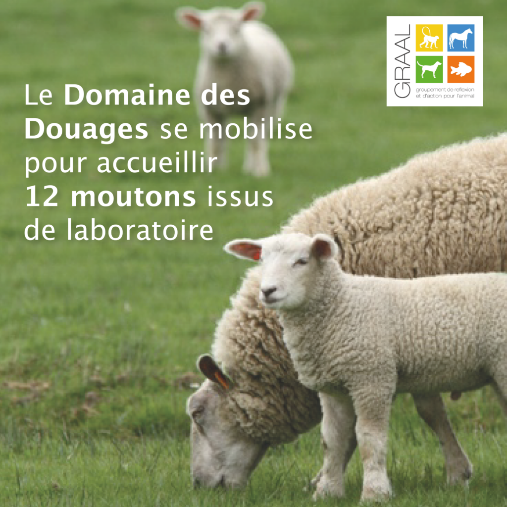 Le GRAAL et le domaine des Douanes se mobilisent pour 12 moutons de laboratoire