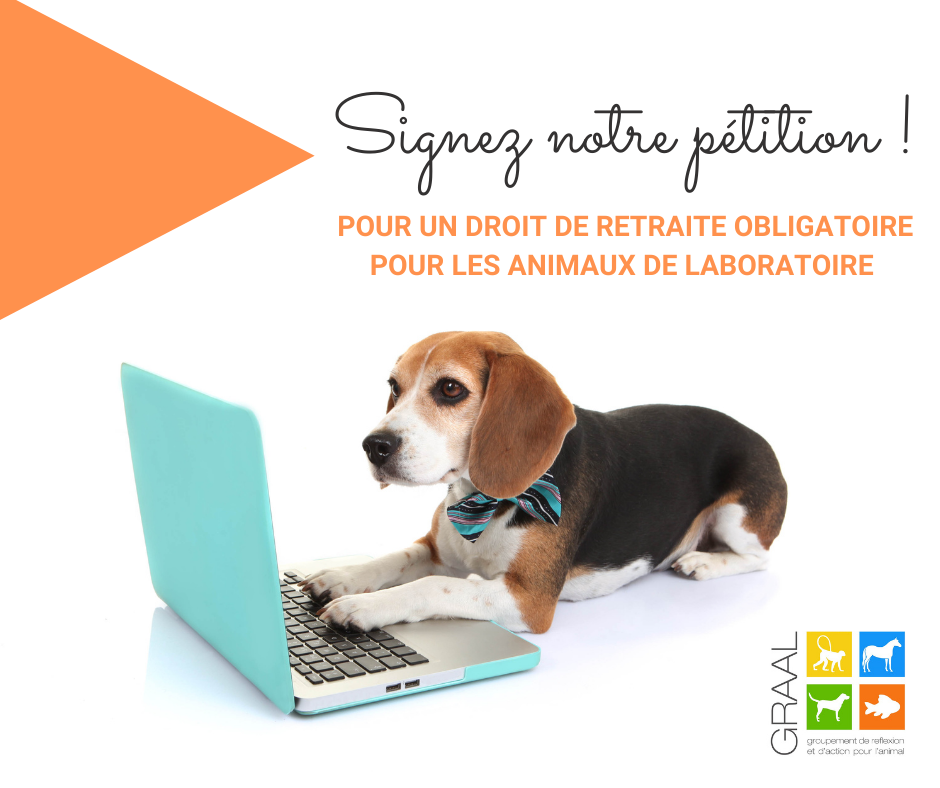 Signez notre pétition pour un droit de retraite obligatoire pour les animaux de laboratoire !