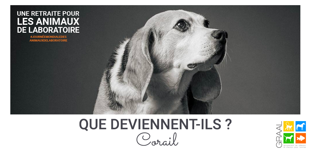 Corail, chien réhabilité par le GRAAL