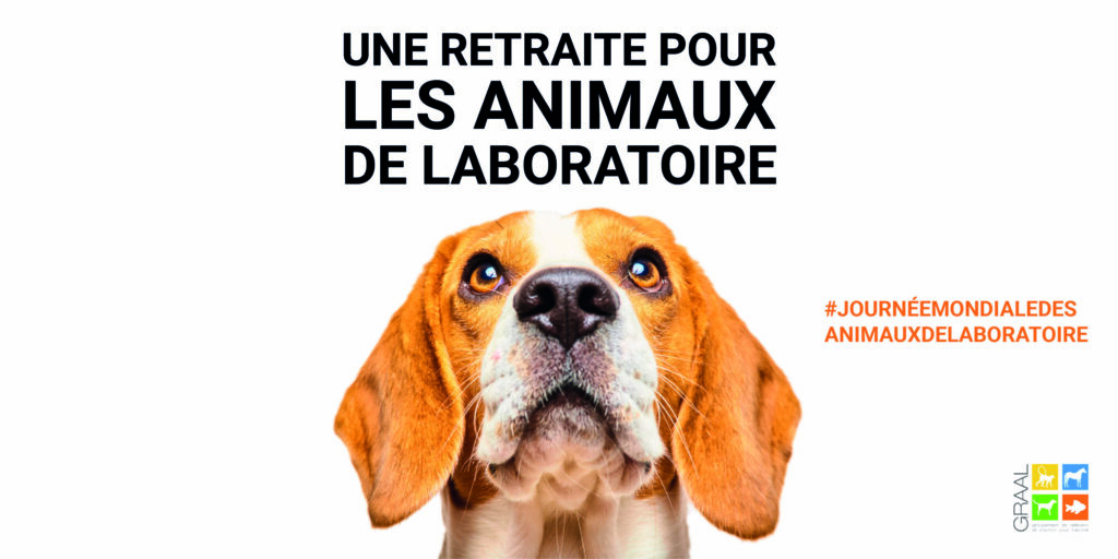 Journée des animaux de laboratoire (24 avril) : le GRAAL annonce la sortie massive de 350 animaux de laboratoire  proposés à l’adoption