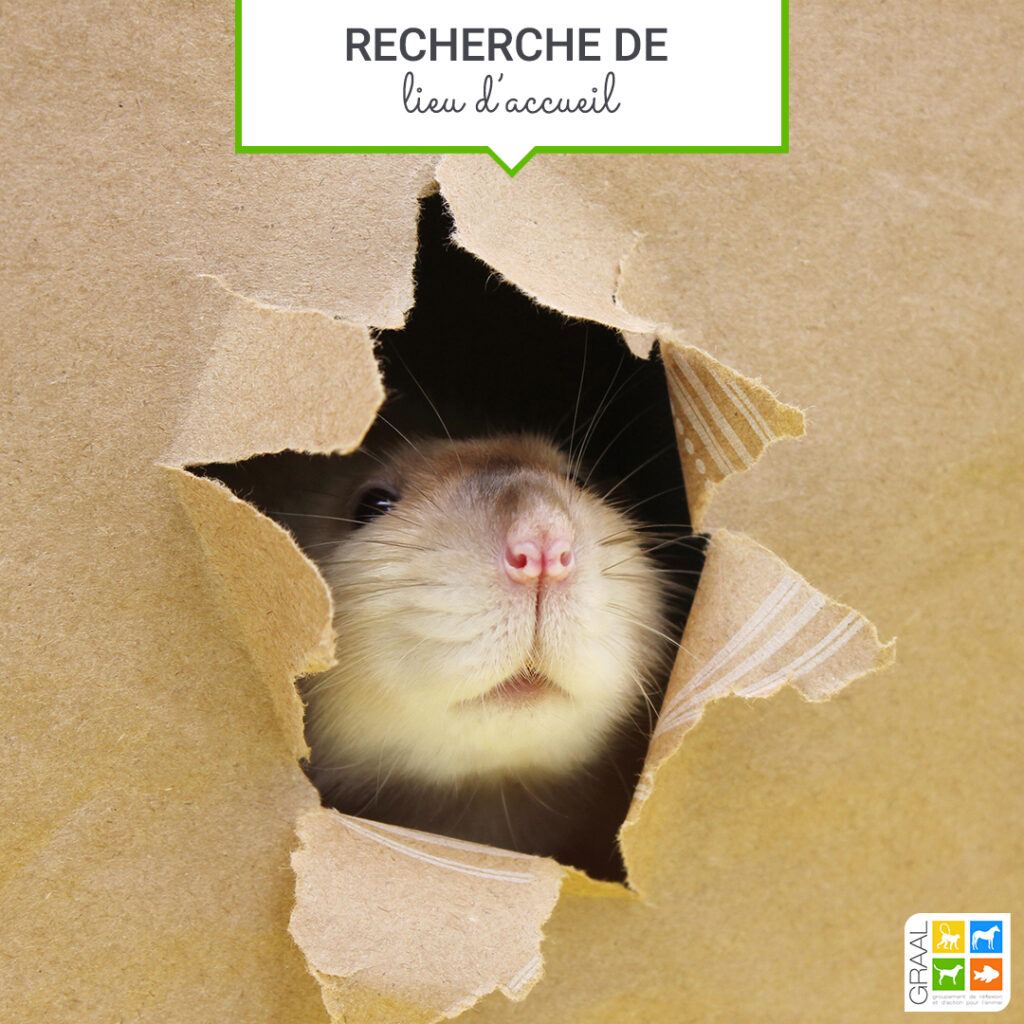 Urgence lieu d’accueil pour 60 rats retraités en Ile de France