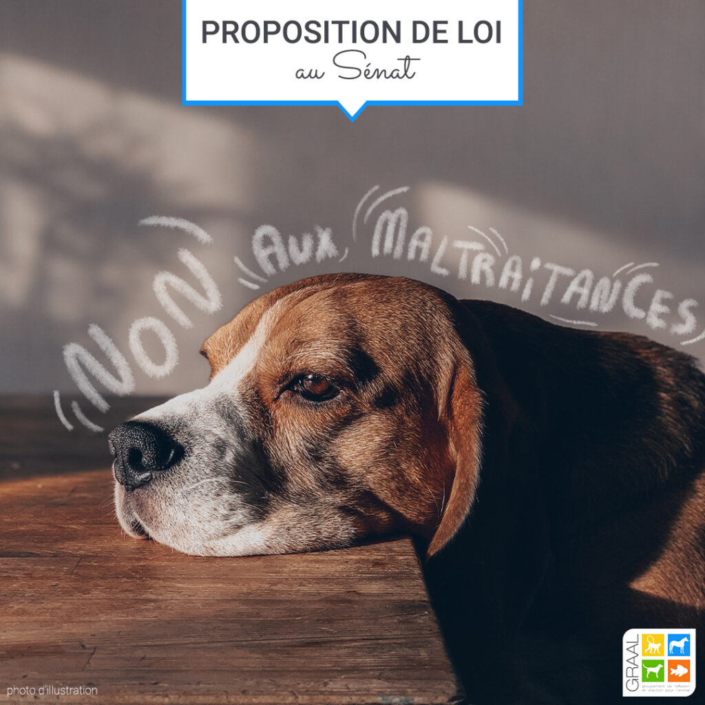 La Proposition de Loi contre la maltraitance animale sera débattue au Sénat ! 