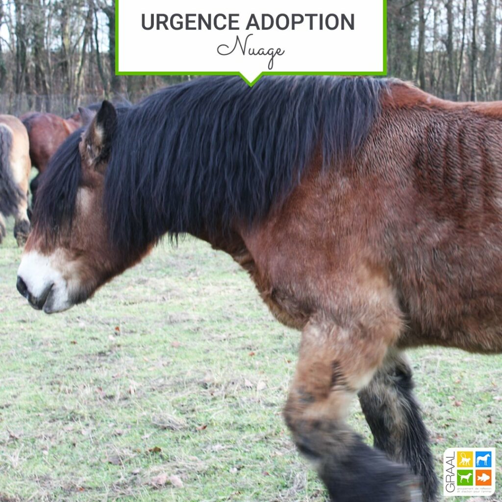 Urgence adoption chevaux