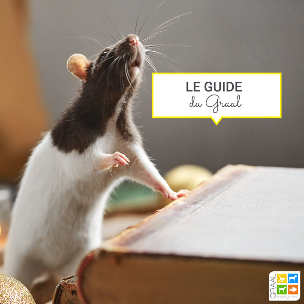 Le guide pour bien accueillir un rat de labo !