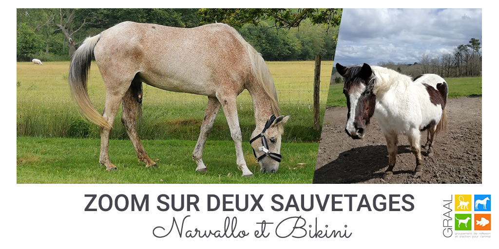 Zoom sur deux sauvetages : Narvallo et Bikini