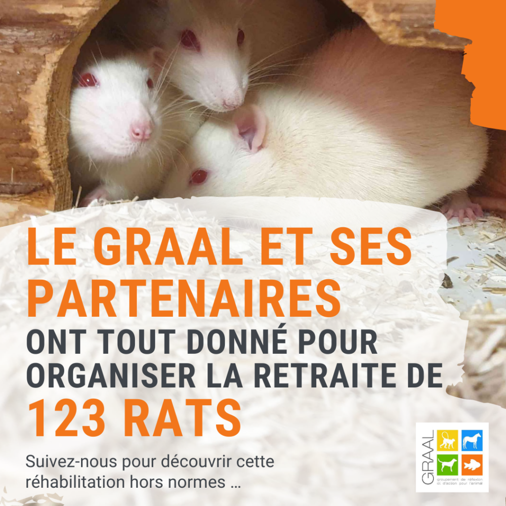 123 rats réhabilités grâce au GRAAL : découvrez les coulisses en vidéo !