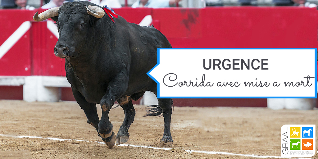 CORRIDA AVEC MISE A MORT