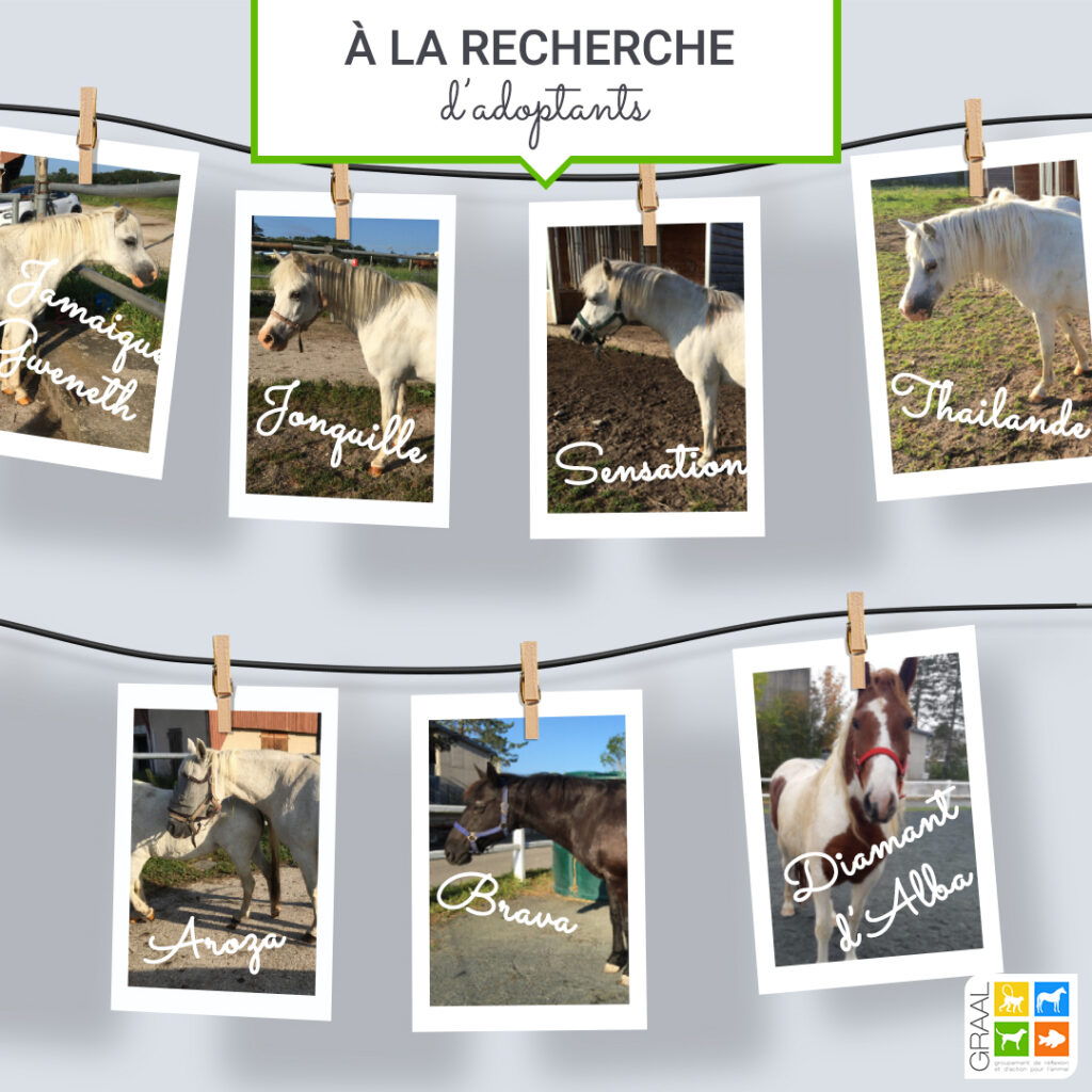 7 chevaux réhabilités !