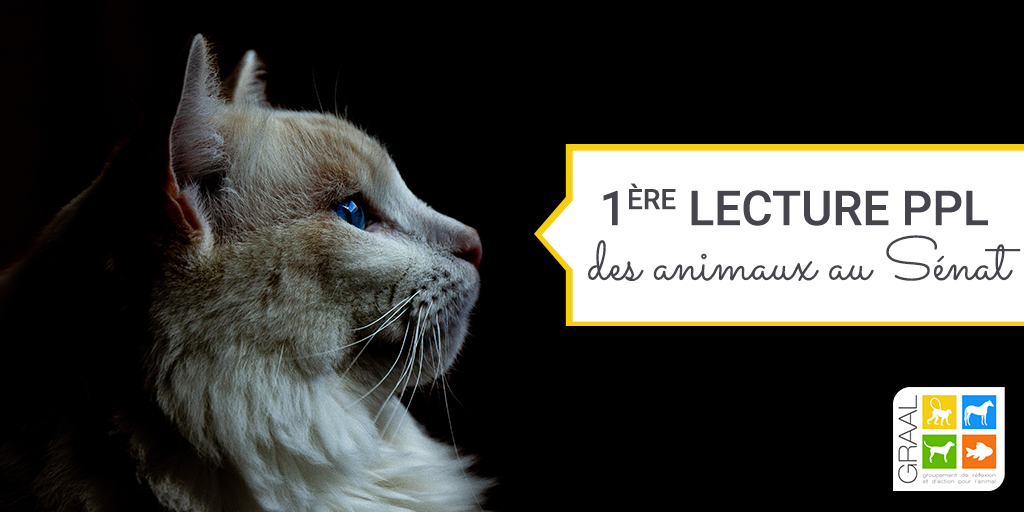 Modifications de la proposition de loi des animaux