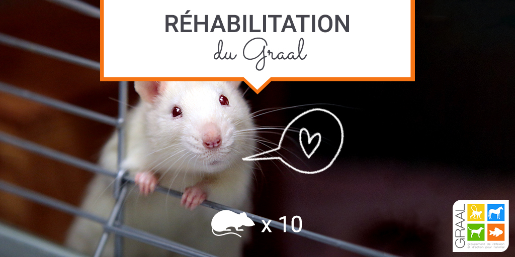 Réhabilitation de 10 rates