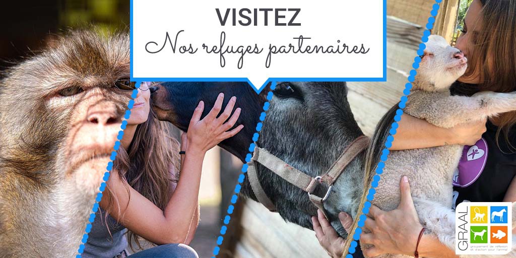 Visitez nos partenaires refuges