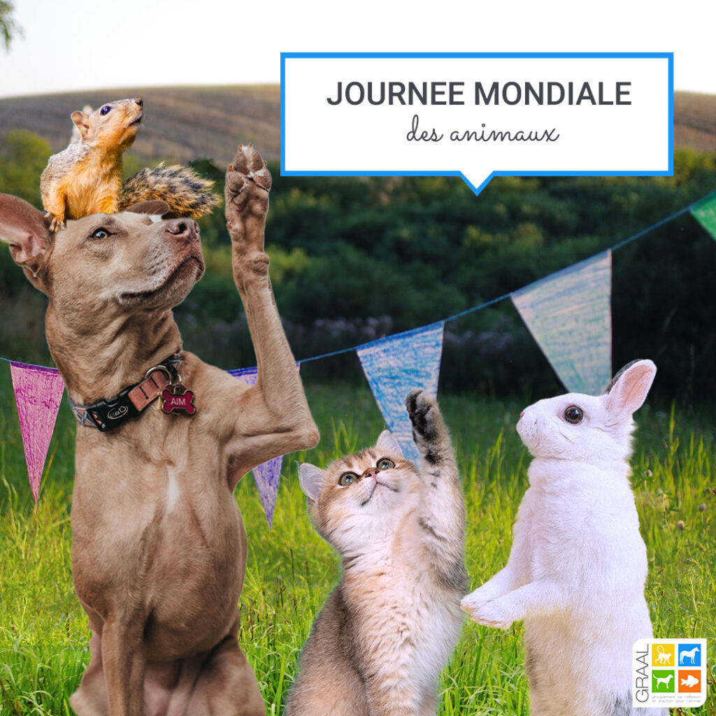 C’est la Journée Mondiale des Animaux !