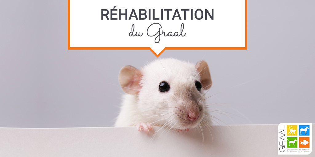 Réhabilitation de 15 rats