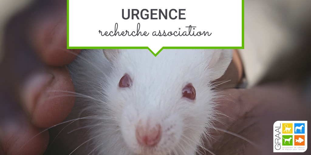 Urgence souris