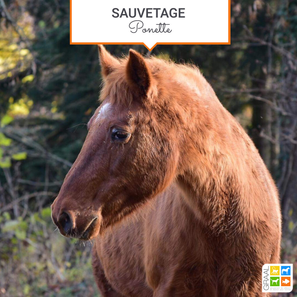 Sauvetage ponette avant départ foire ch­evaline