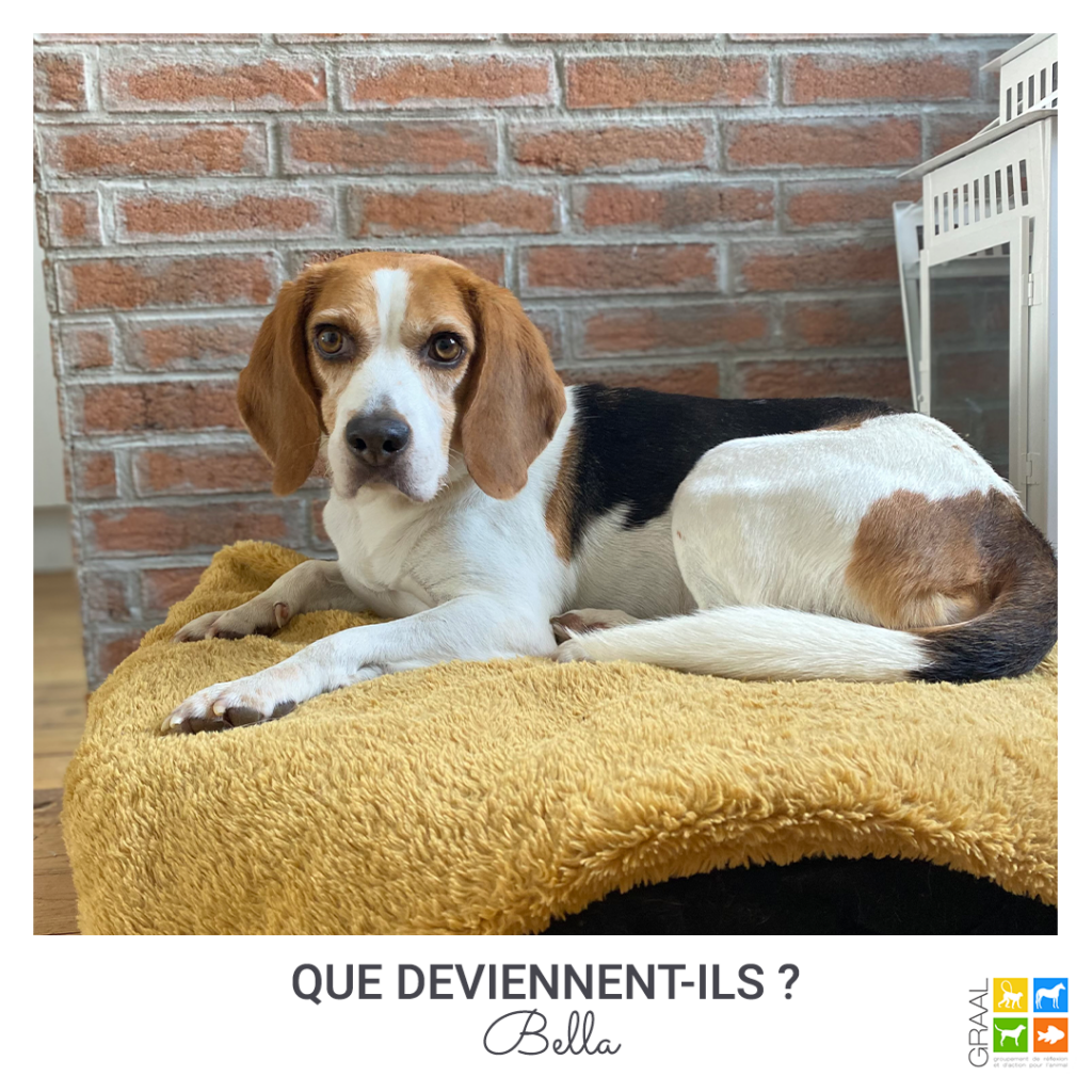 Des nouvelles de nos adoptés : Bella