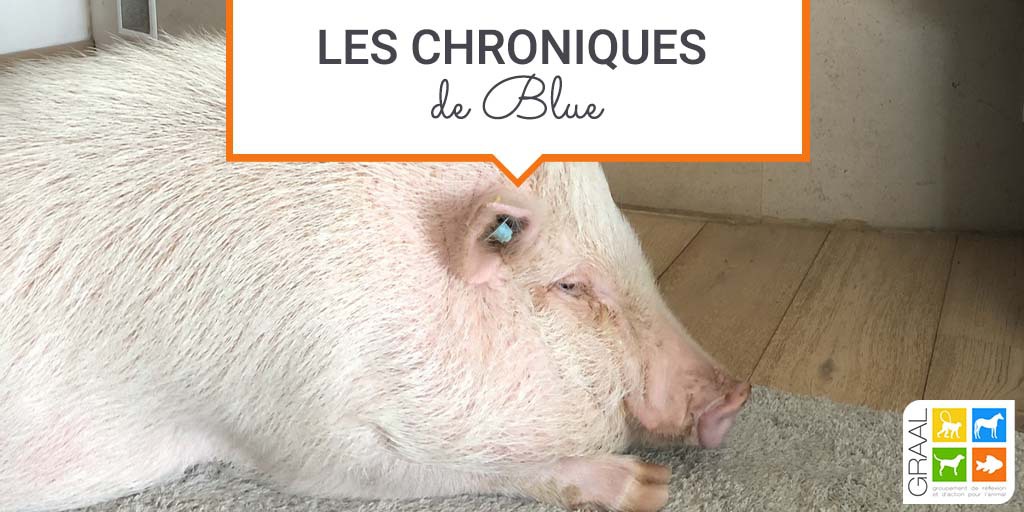 Nouvelles de nos adoptés : Blue, le minipig