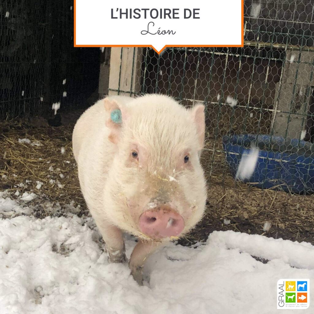 Nouvelles de nos adoptés : découvrez le minipig Léon