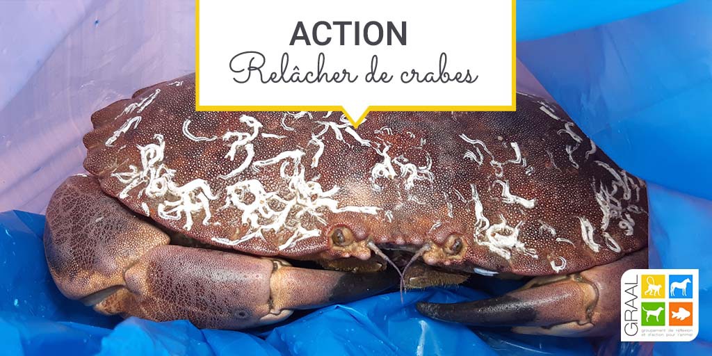 Relâcher des crabes