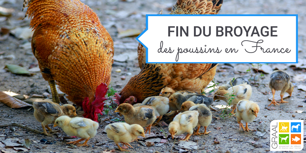 Interdiction du broyage des poussins en France