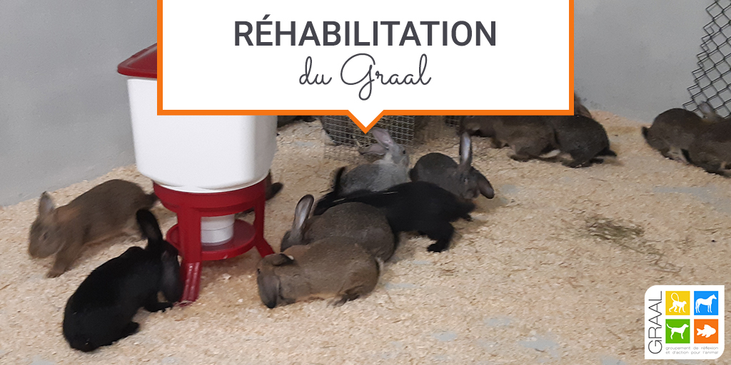 230 lapins réhabilités par le GRAAL