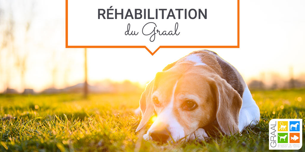 Sortie de laboratoire beagles