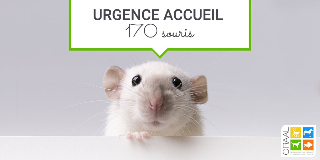 Urgent ! 170 souris à adopter