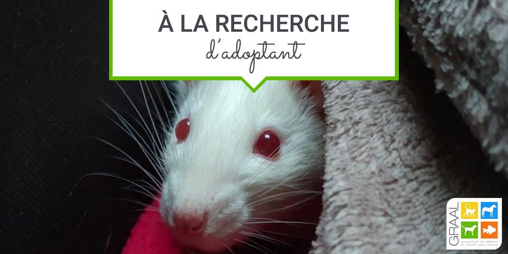 Recherche d’adoptants