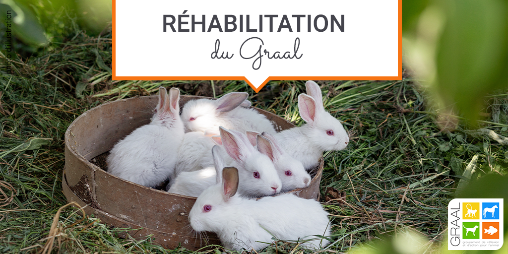 Réhabilitation de 22 adorables lapins