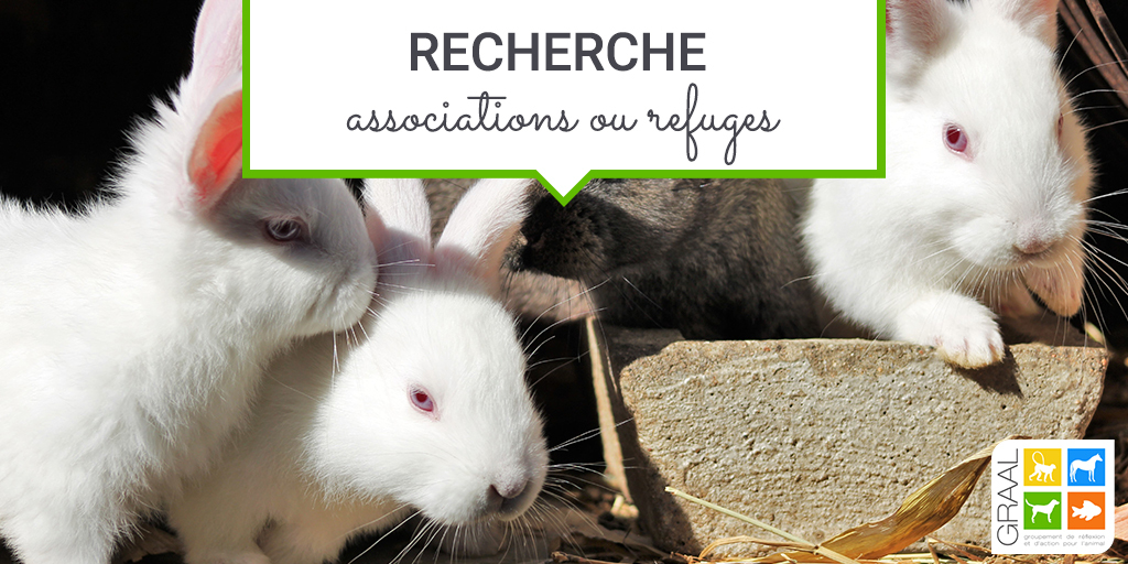 Recherche associations pour lapins et souris albinos