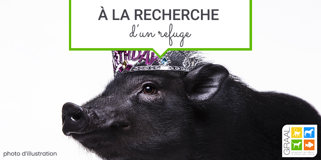 Urgent : recherche refuge